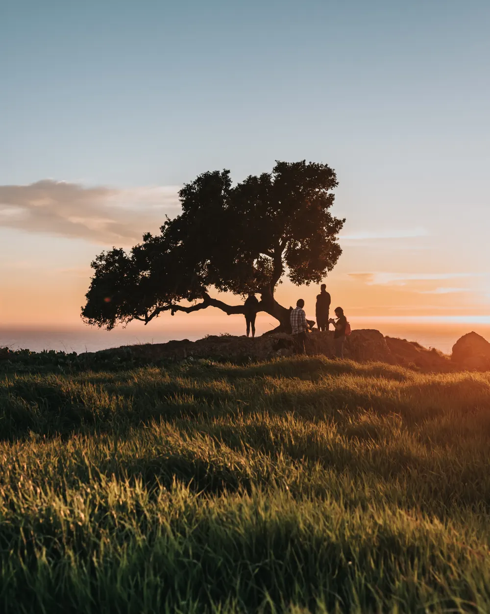 Árvore ao pôr do sol
